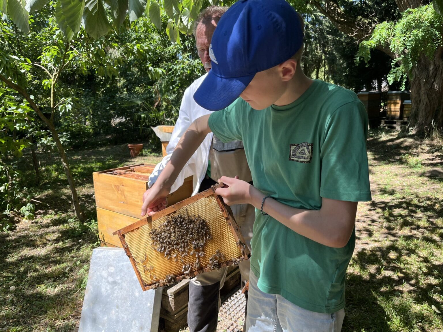 Ein Junge mit einer blauen Mütze und einem grünen Hemd hält einen mit Bienen bedeckten Rahmen in der Hand, während hinter ihm ein Erwachsener steht; beide befinden sich an einem sonnigen Tag im Freien in der Nähe von Bienenstöcken.